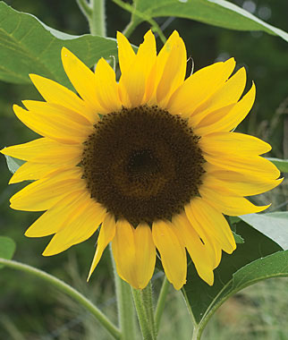 Del Sol Hybrid Sunflower